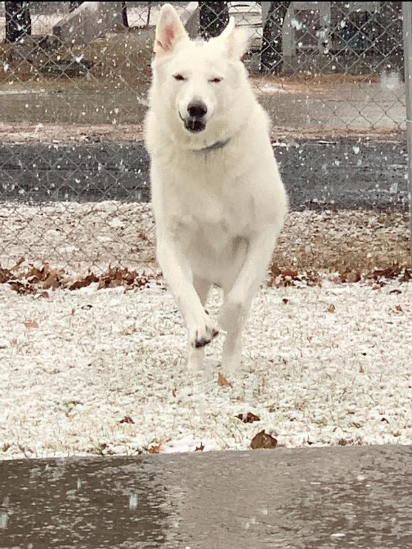 Sterling running in the snow at our lake house taken by our Granddaughter, Brianna