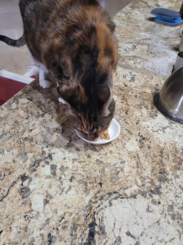 Daisy loving her WellJoy Treats