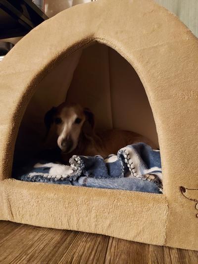 Chewy dog outlet tent