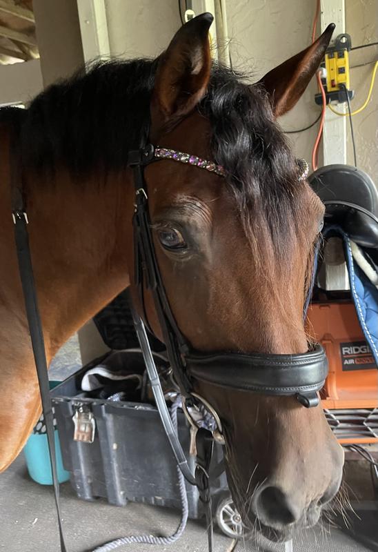 Can you top this forelock?