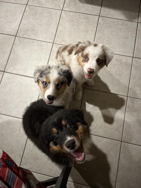 Loving the Zesty Paws