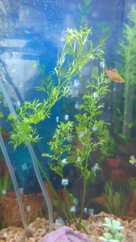 This plant is a fast grower