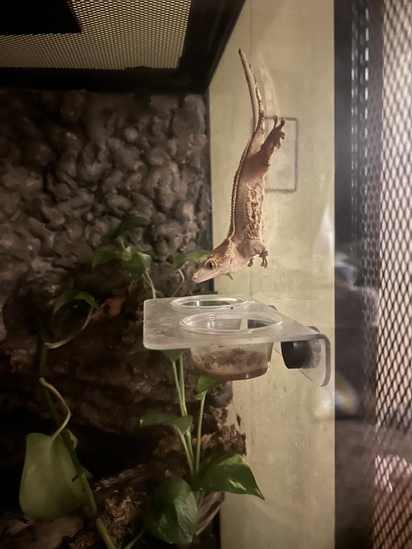 Nala going to check out the new food! (I poured it into her usual feeder cup)