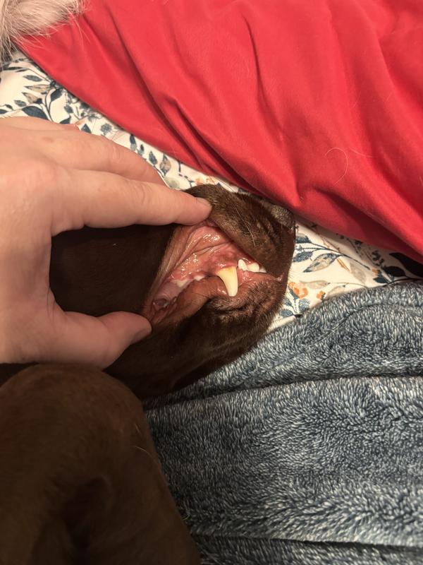 2 year old female lab