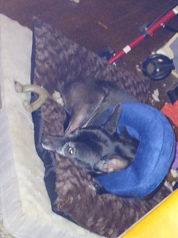 Simone with her new inflatable collar from chewy.com