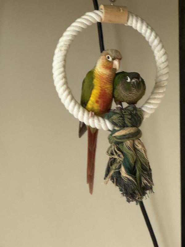 SUNGROW Large Hammock Swing for Parrot & Cockatiel, Bridge Blocks