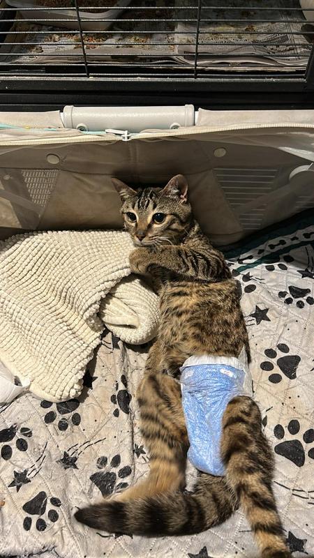 This is the male-Honey- he has many potty breaks and the diapers have held both poo and pp.