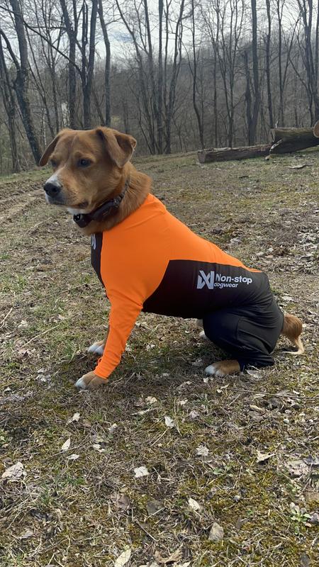 Dexter absolutely loves it