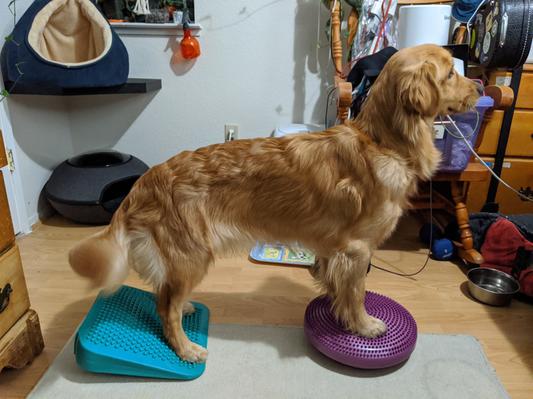 50lb Golden using fitpaws gear to learn more body awareness and balance