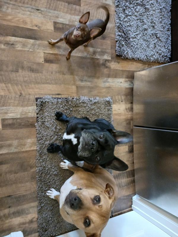 The 3 Amigos