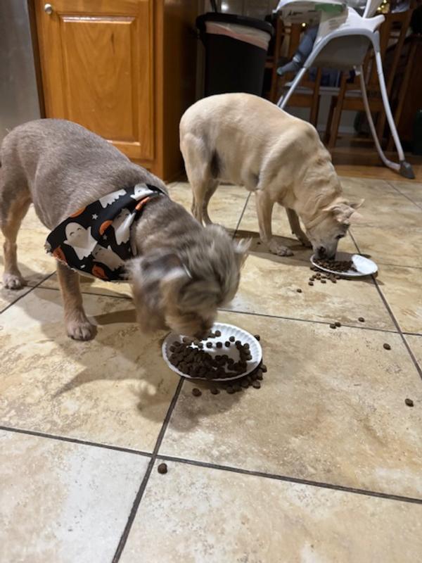 Sasha and Zelda gobbling it up!