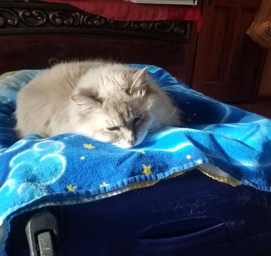 The only cat we have left, Bali Braganza