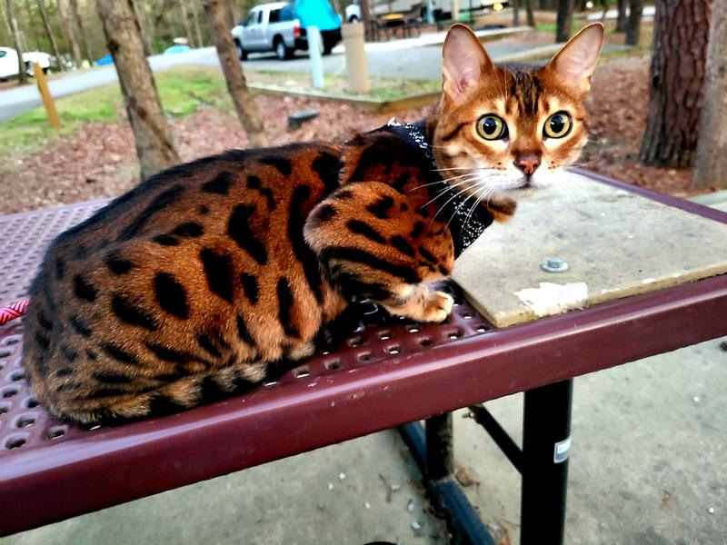 Earthborn Holistic food keeps Jazzy's health & fur optimal