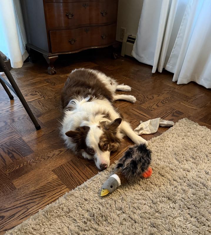 I Love my Plush Duck!