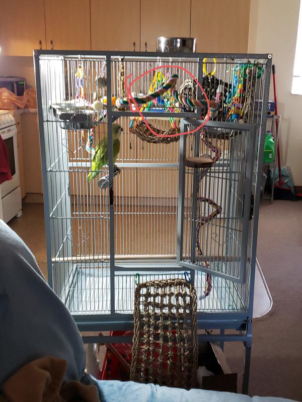 My Meikka loves this cage!
