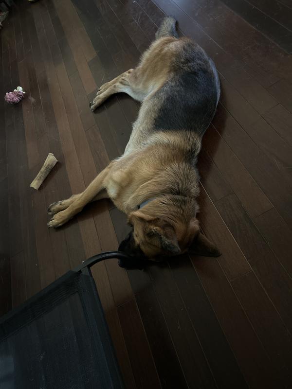 She is very good a dog
