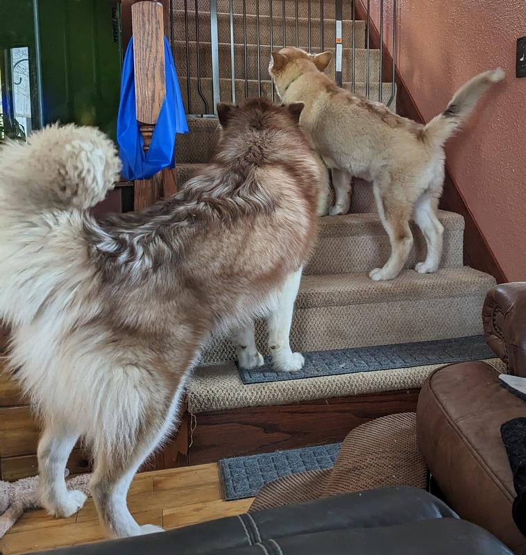 Nanook and Warlok-Hair for days!