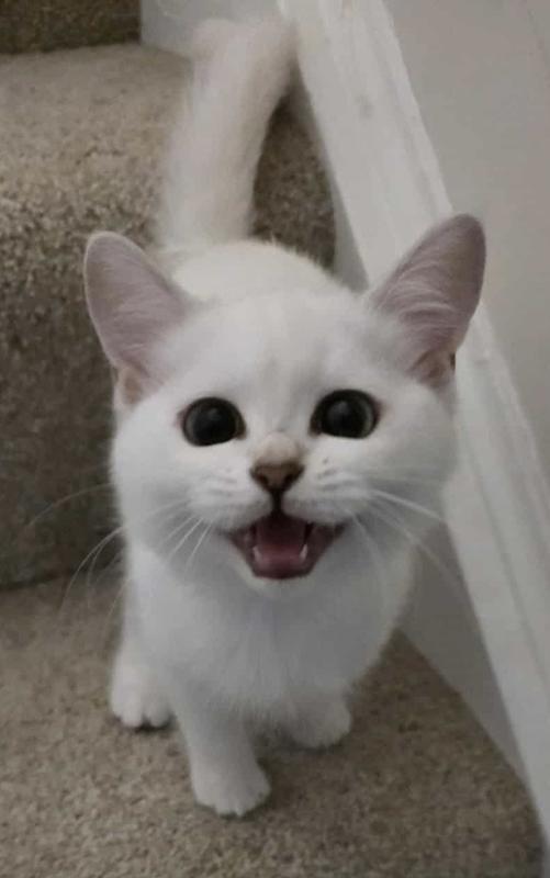 Give me my Weruva please!!!!