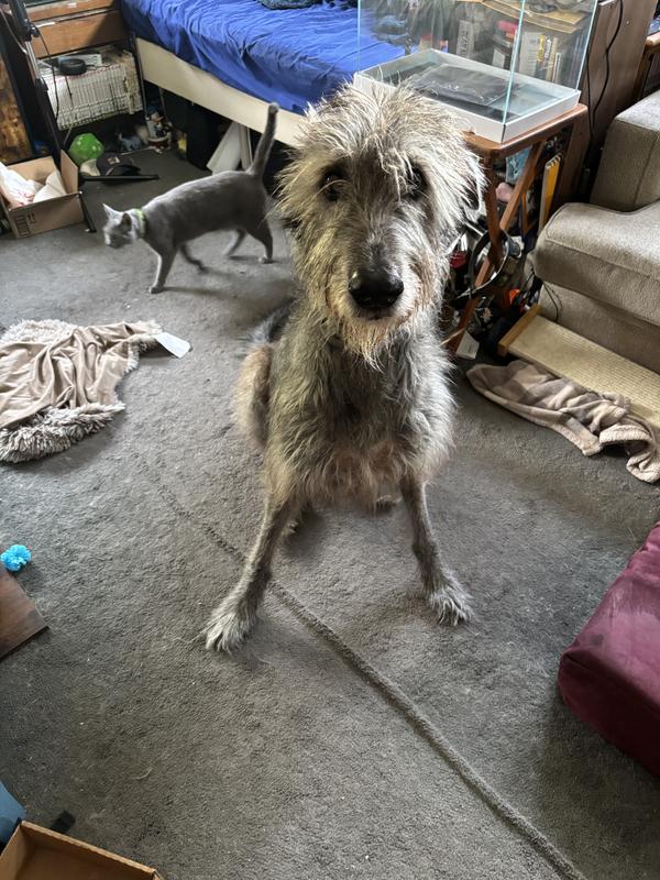 Happy Girl, full belly