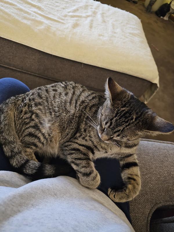 My very loving and petite Ruby.