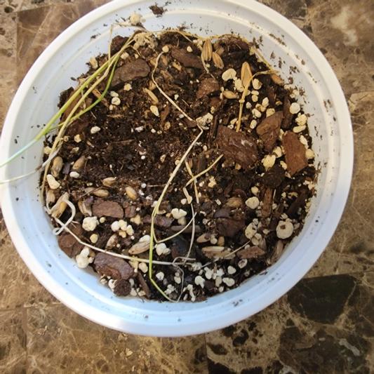 Tortoise Grass Seed Kit