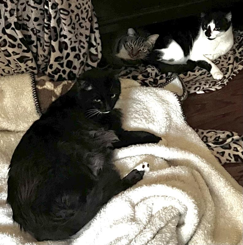 Healthy cats with shiny coats are created mostly in part by the quality of what you feed them. Brushing and grooming is a small piece of what they need.nutrition is first and foremost.