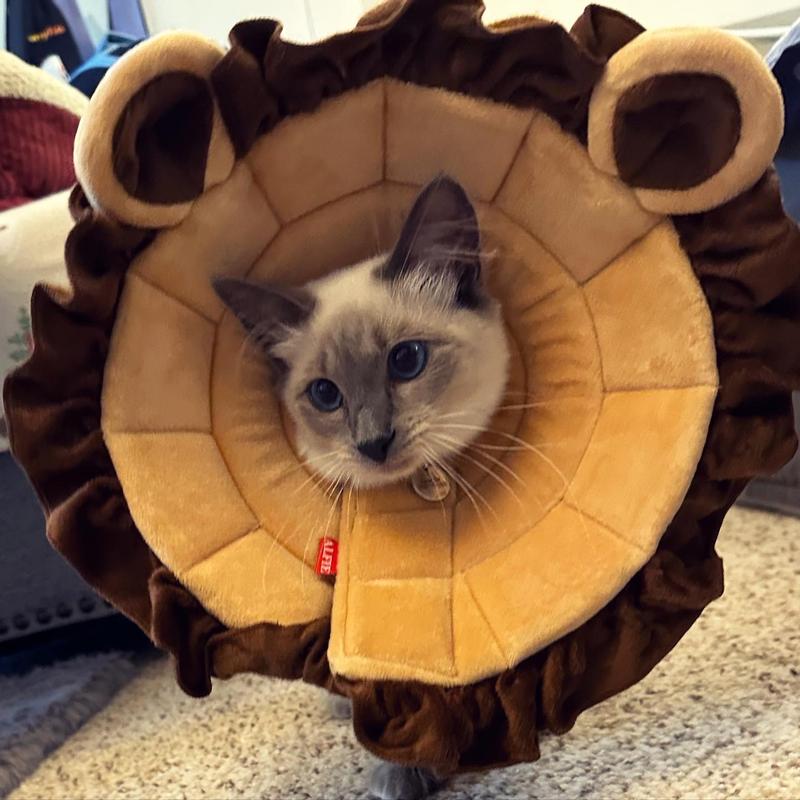 Chewy cat hot sale cone