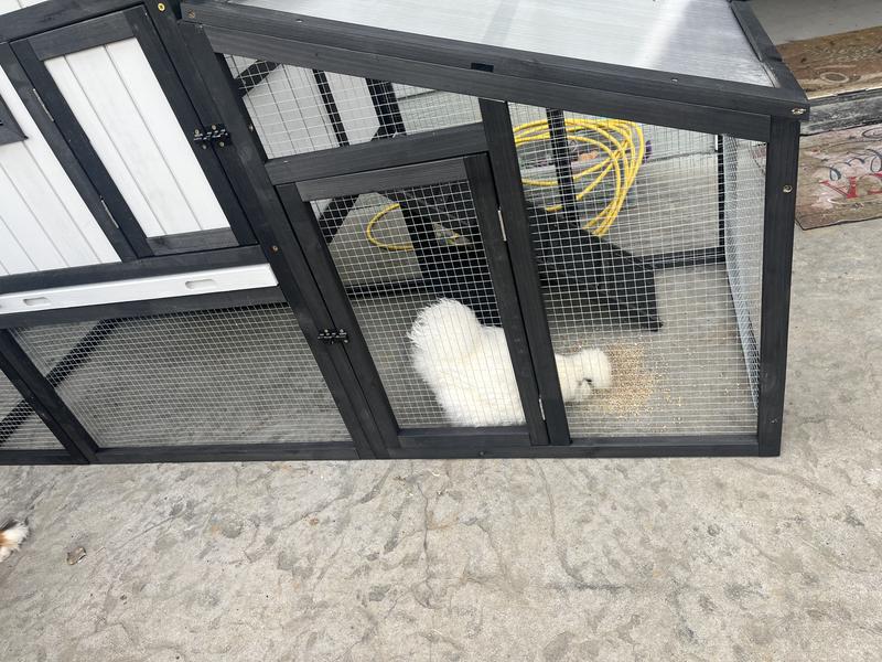 Front view with 2 silkies