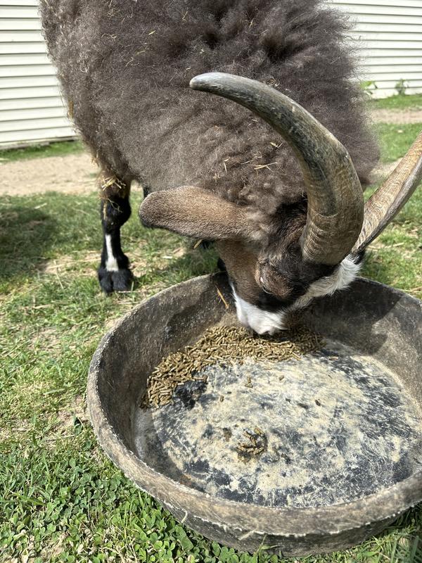 Curly can sometimes be picky about his food. He loved Sunglo Full Tank feed.
