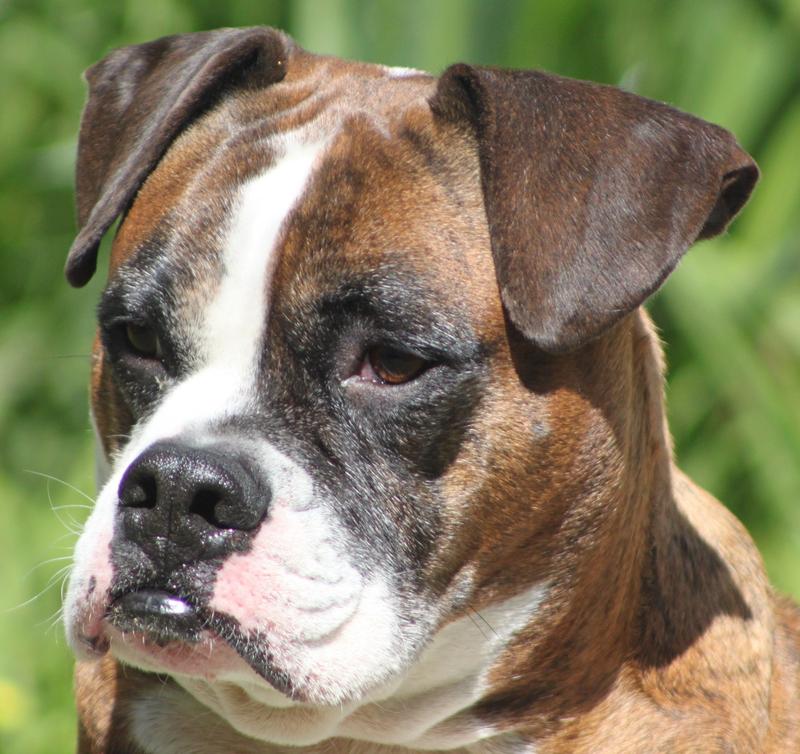 Jasper today @ 7 years old.