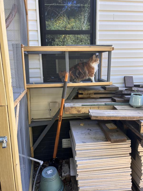 Cotton checking out her new entrance to the two story Catieo!!