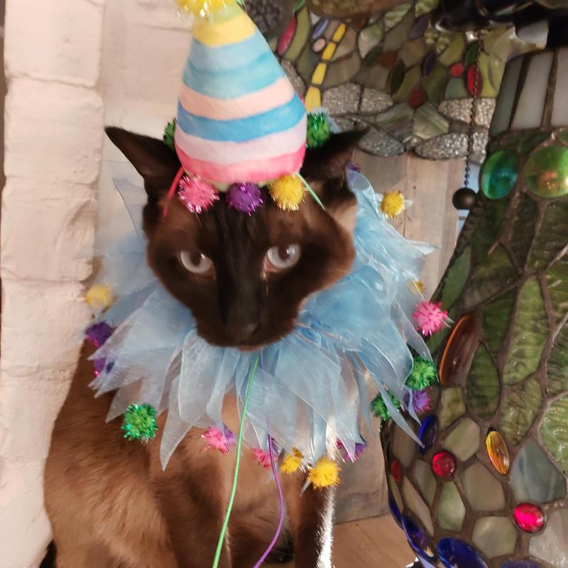 Frisco Striped Party Hat & Ruffle Collar Cat Birthday Accessory