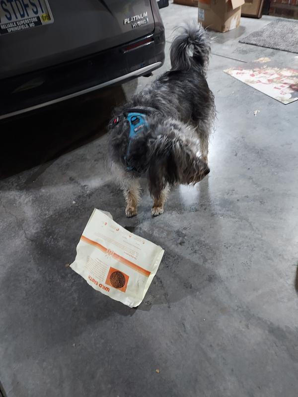 Recent rescue, Meghan is the one using PROTEIN mixed with Science Diet.