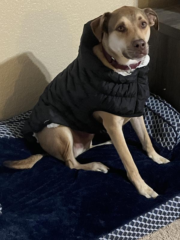 Bullet was hesitant at first but he also like the jacket 🧥