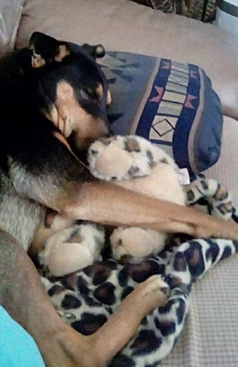 Snuggles with my toy.