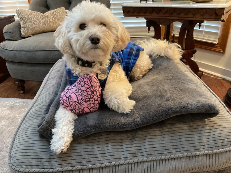 My new favorite toy1