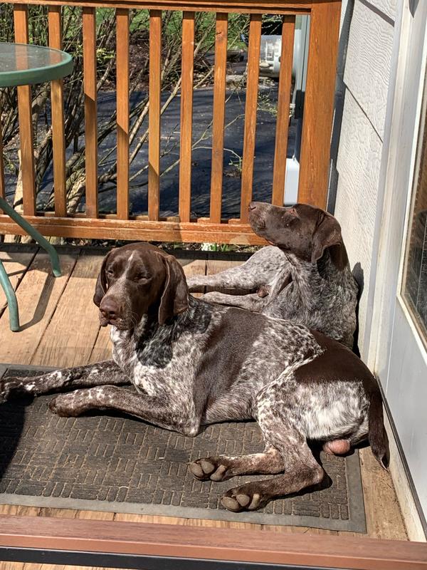 Moose and Mickey