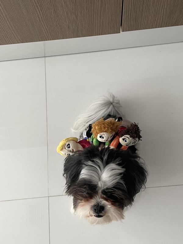 DISNEY Hocus Pocus RideOn Sanderson Sisters Dog & Cat Costume, Small