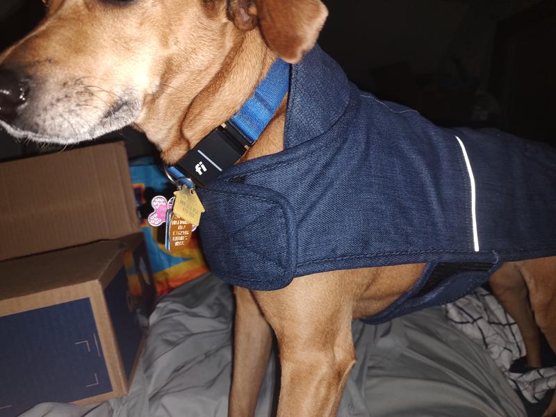 Best Doggo coat ever for a Fiest
