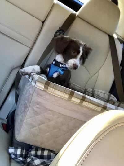Perfect pup in perfect car seat