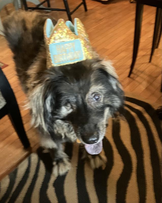 Maxx Loved his birthday crown!