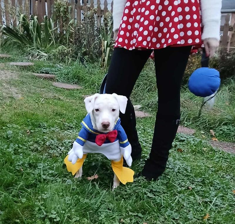 Donald Dog, accompanied by Minnie