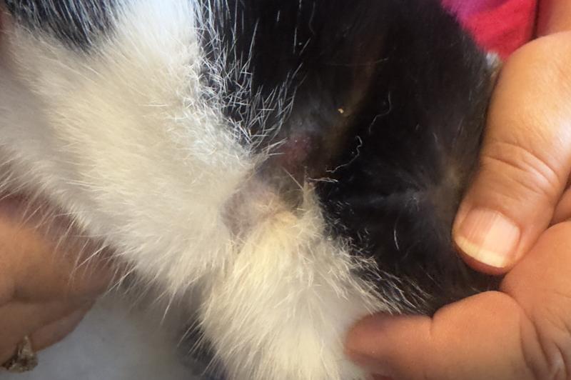 This collar has broke our cats out really bad