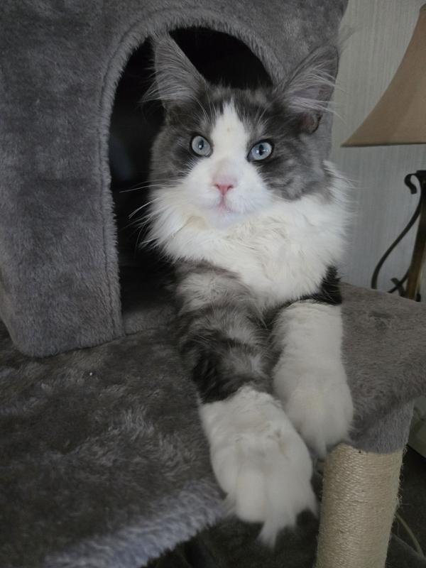 7 mo. Old Willow
