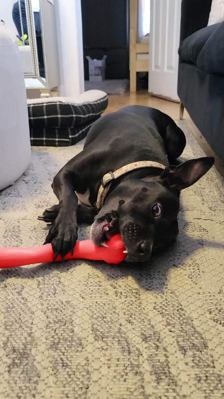 Nylabone Creative Play Stik-GO Fetch Dog Toy