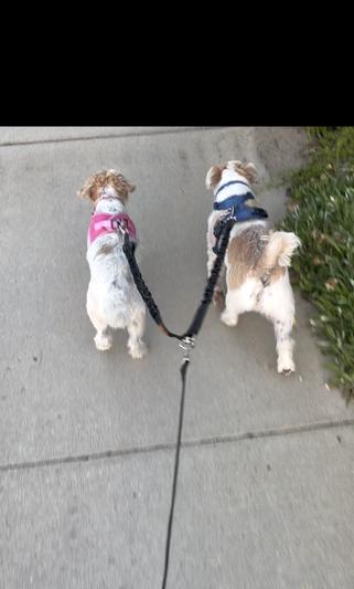 On a walk with their new Mighty Paw double dog leash