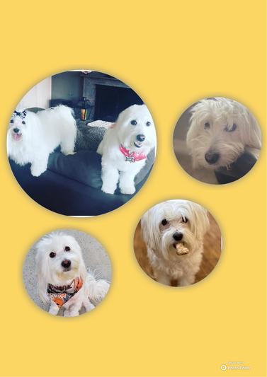 Skylar & Remi send love and licks!