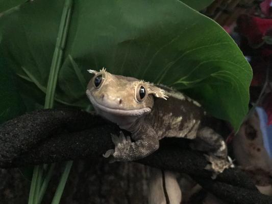 Yoshi loves his vine!