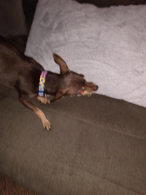 Little foster Chi chewing as fast as she can do no one steals it!