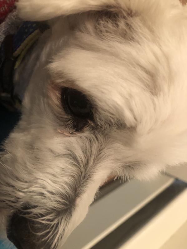 Before wiping with TropiClean